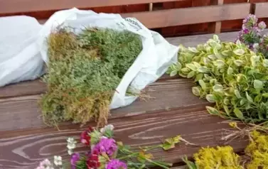 Wicie wiank&oacute;w 3