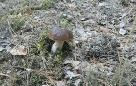 461320176_1216252049696627_13747357097457935_n