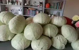 464867887_1241783683810130_4969189543617777668_n