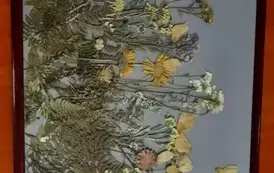 473429741_1287660265889138_1019161122546248361_n