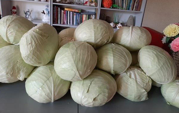 Zdjęcie do Kiszenie kapusty